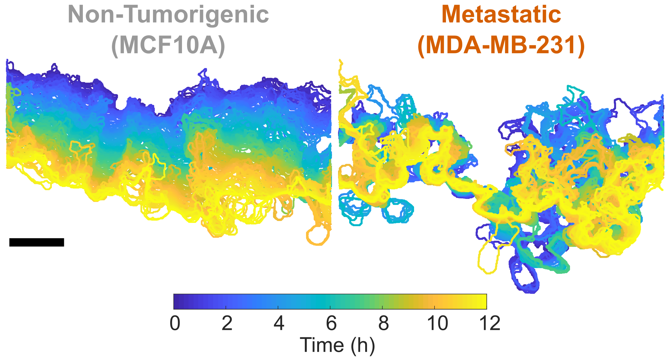 Segmented leading edges of a migrating cell sheet for non-tumorigenic MCF10A (top) and metastatic MDA-MB-231 (bottom) colored by time